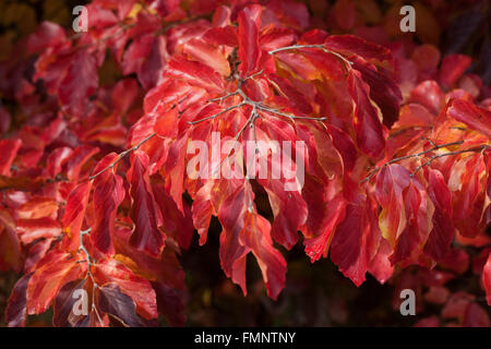 Persiano ironwood Parrotia persica, foglie d'autunno rosse Irontree Foto Stock