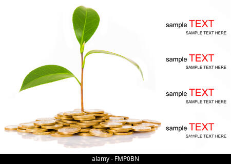 Albero verde crescente sul denaro monete, isolare su sfondo bianco Foto Stock
