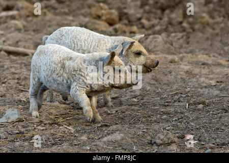 Mangalica (Sus scrofa domestica), o Mangalitsa o Mangalitza suinetti, ungherese razza di maiale, Burgenland, Austria Foto Stock