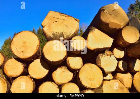 Registri sovrapposti, Abete rosso (Picea abies), pino (Piunus sylvestris) e Weymouth pini (Pinuns strobus), Baviera, Germania Foto Stock