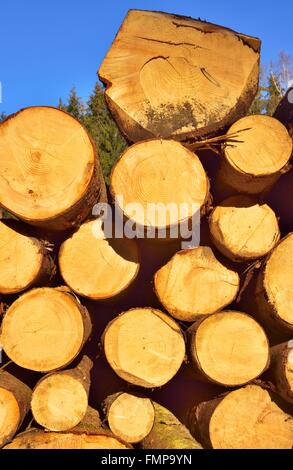 Registri sovrapposti, Abete rosso (Picea abies), pino (Piunus sylvestris) e Weymouth pini (Pinuns strobus), Baviera, Germania Foto Stock