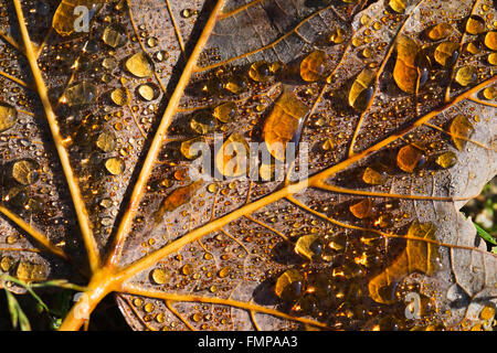 Dewdrops su autunnale di foglia di Acero (Acer platanoides), Baviera, Germania Foto Stock