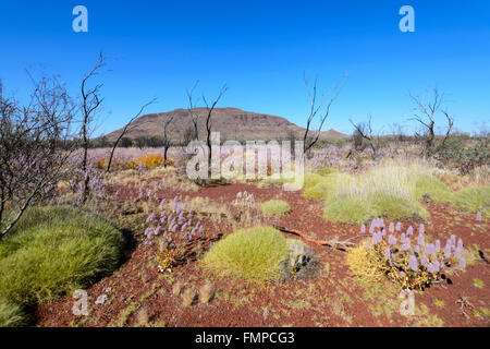 Il deserto fiorisce in Pilbara, Western Australia, WA, Australia Foto Stock