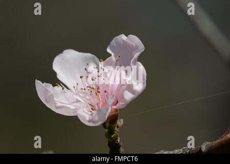 Prugna messicana Foto Stock