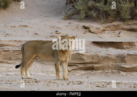 Desert Lion (Panthera leo) sul secco Hoanib river, giovane maschio, Kaokoveld, Regione di Kunene, Namibia Foto Stock