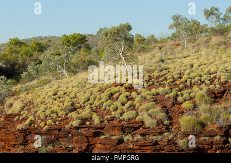 Spinifex, Oxer's Lookout, Karijini National Park, Pilbara, Western Australia, WA, Australia Foto Stock