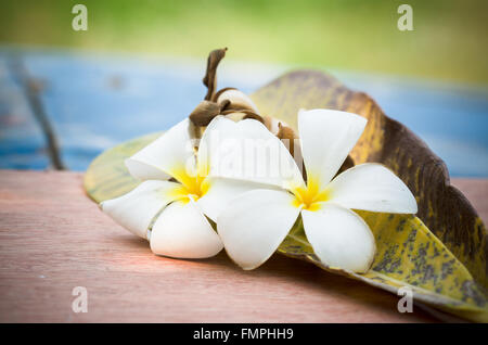 La Plumeria dolce con le sue foglie e sfocato sfondo colorato Foto Stock