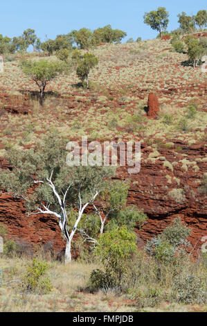 Spinifex, Oxer's Lookout, Karijini National Park, Pilbara, Western Australia, WA, Australia Foto Stock