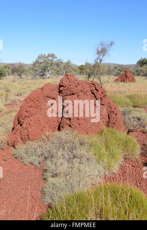 Termite Mound e Spinifex, Karijini National Park, Pilbara, Western Australia, WA, Australia Foto Stock