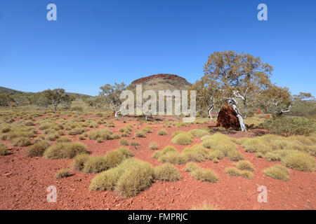 Spinifex, Karijini National Park, Pilbara, Western Australia, WA, Australia Foto Stock