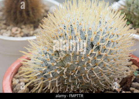 Propagazione di Cactus in vasi Foto Stock