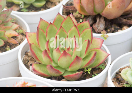 Propagazione di Cactus in vasi Foto Stock