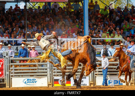 Florida, Stati Uniti d'America. Xii marzo, 2016. Migliaia di appassionati di rodeo girato fuori per guardare la 88th Arcadia Rodeo campionati in Florida con gli eventi compresi bareback riding, steer wrestling, Montone bustin', e verso il basso lo sfilacciamento. Credito: Findlay/Alamy Live News Foto Stock