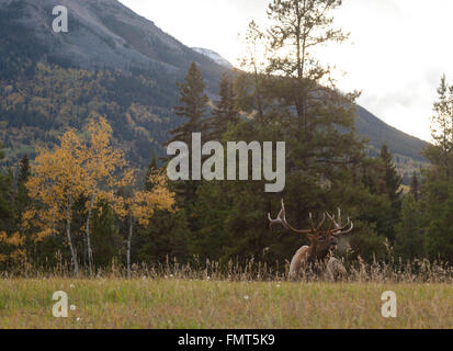 Un alce in appoggio a Jasper National Park in Alberta Foto Stock