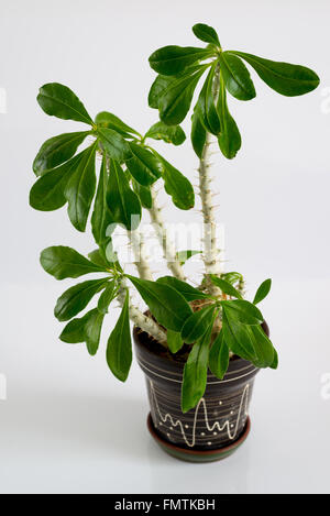 Euphorbia stanza in pentola su sfondo chiaro Foto Stock