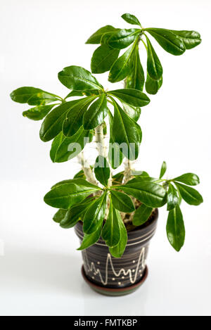 Euphorbia stanza in pentola su sfondo chiaro Foto Stock