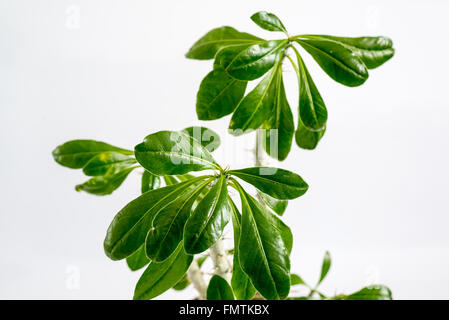 Euphorbia stanza in pentola su sfondo chiaro Foto Stock