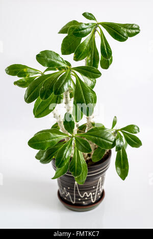 Euphorbia stanza in pentola su sfondo chiaro Foto Stock