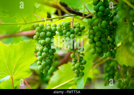 I grappoli di uva acerbo sulla piantagione closeup Foto Stock