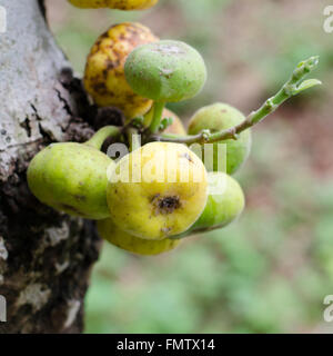 Ficus racemosa crescente su albero Foto Stock