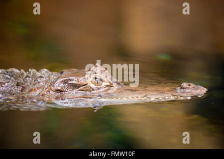 Brown Coccodrillo con denti affilati galleggianti in un stagno Foto Stock