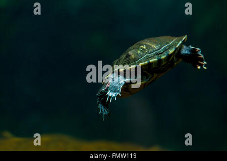 La tartaruga galleggiante in acqua close-up Foto Stock