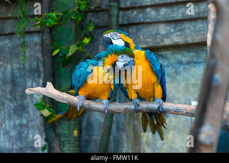 Una coppia di un bel colore giallo pappagalli macaw sul ramo Foto Stock