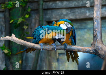 Bellissimi colori luminosi parrot su un ramo di close-up Foto Stock