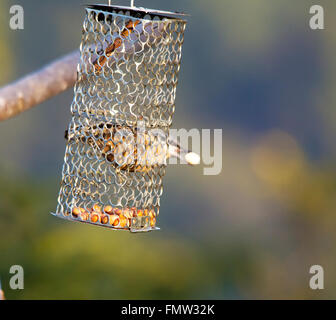 Chestnut panciuto picchio muratore a Bird Feeder Foto Stock