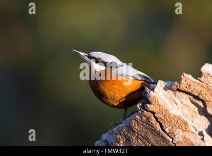 Castagno picchio muratore panciuto appollaiato Foto Stock