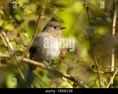 Blue tappate Redstart arroccato femmina Foto Stock