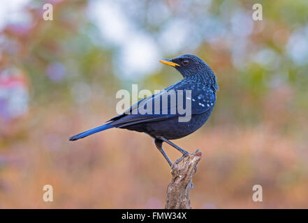 Sibilo blu Tordo appollaiato Foto Stock