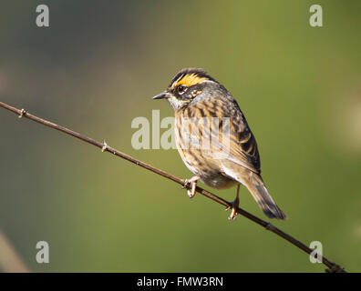 Rufous petto Accentor appollaiato Foto Stock