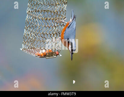 Chestnut panciuto picchio muratore a Bird Feeder Foto Stock