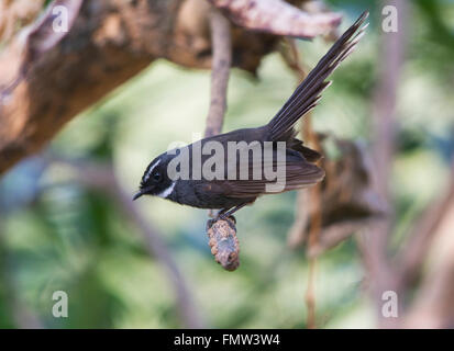 Throated bianco arroccato a fiocco Foto Stock