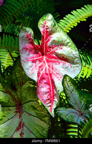 Angolo ali nome latino Caladium bicolor. Una pianta ornamentale con il bianco, il rosso e il verde delle foglie Foto Stock