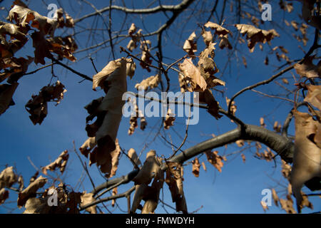 Albero di quercia di inverno Foto Stock
