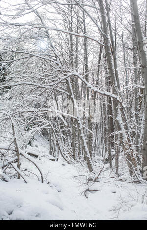 Alberi coperti di neve Foto Stock