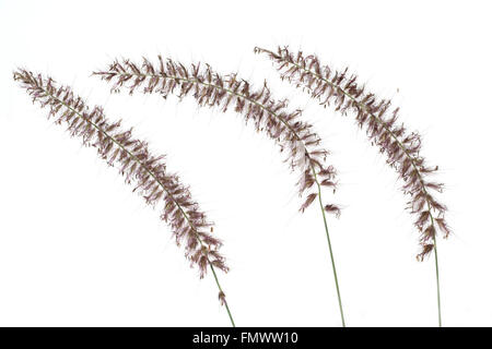 Lampenputzergras; Pennisetum; orientale; Foto Stock