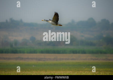 Bar-guidato oca in volo , anser indicus, Maharashtra, India Foto Stock