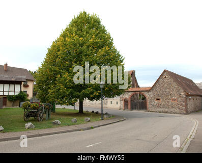 Lindenbaum; tilia platyphyllos, Foto Stock