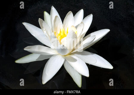 Weisse, Seerose; Nymphaea alba Foto Stock