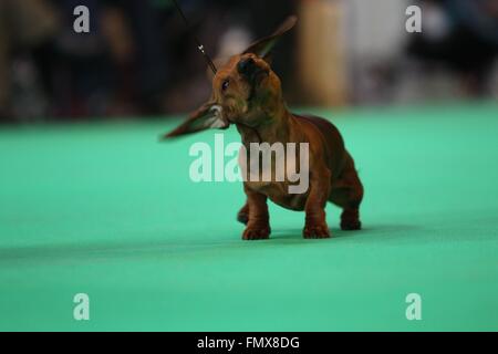 Birmingham, Regno Unito. Il 13 marzo 2016. Un liscio in miniatura con capelli Bassotto essendo giudicato il giorno finale al Crufts che festeggia il suo centoventicinquesimo anniversario quest'anno. Credito: Jon Freeman/Alamy Live News Foto Stock