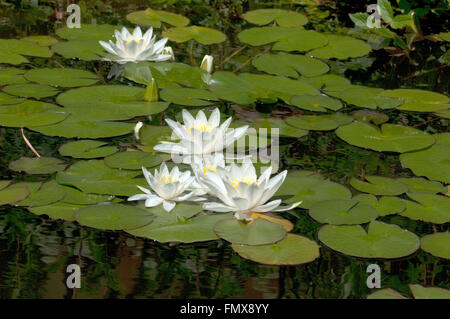 Weisse, Seerose; Nymphaea alba Foto Stock