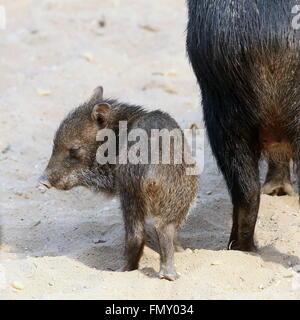 Baby acciuffato pecari (Pecari tajacu) accanto a sua madre, testa voltata Foto Stock