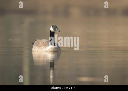 Closeup ritratto di un oca Canadese, Branta canadensis, nuoto sul lago di superficie di acqua Foto Stock