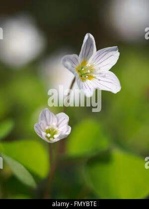 Oxalis acetosella (acetosa di legno o legno comune sorrel Foto Stock