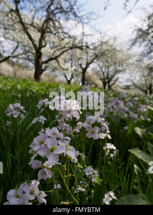 Cherry Orchard e cuckooflower fioritura in primavera Foto Stock