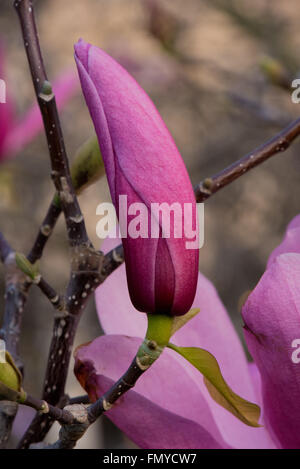 Rosa magnolia fiore nascere in una struttura ad albero Foto Stock