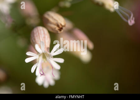 Silene vulgaris, la vescica campion o maidenstears, fioritura in primavera Foto Stock